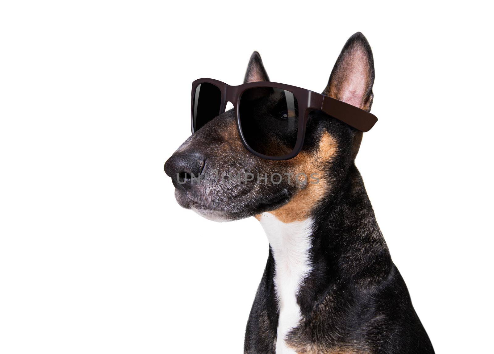bull terrier   dog with cool attitude isolated on white background wearing fancy sunglasses