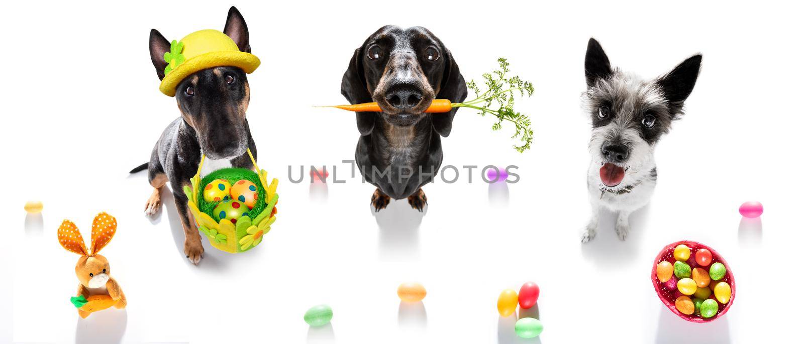 easter holidays dog with eggs by Brosch