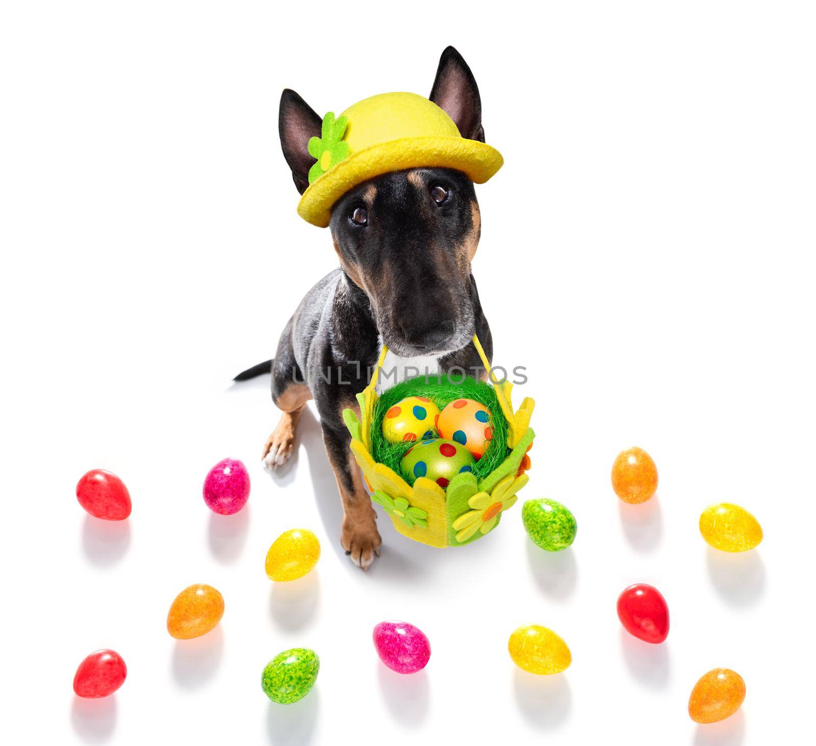 easter bull terrier  dog with  eggs isolated on white background for the holiday season