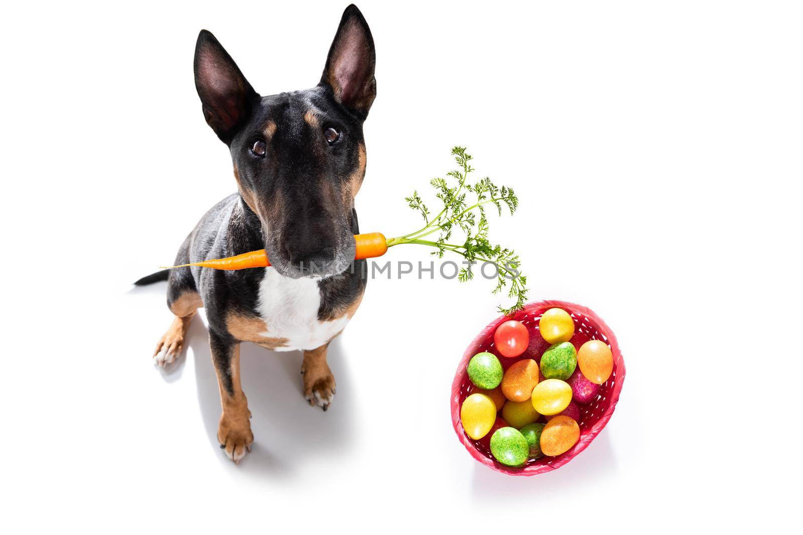 easter bull terrier  dog with  eggs isolated on white background for the holiday season