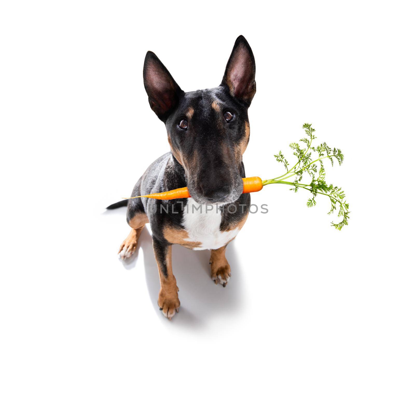 healthy food eating bull terrier with vegan or vegetarian carrot in mouth, isolated on white background