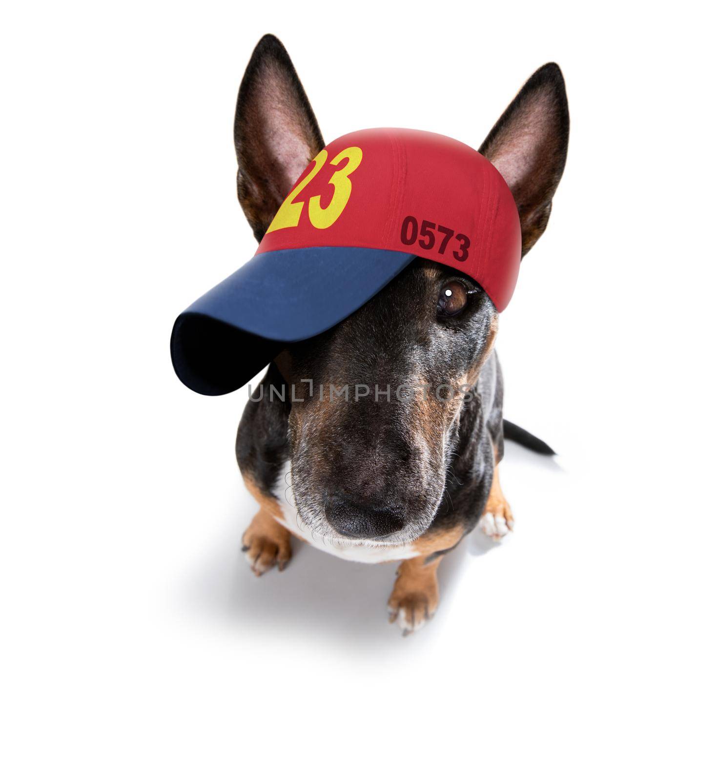 cool casual look bull terrier dog wearing a baseball cap or hat , sporty and fit , isolated on white background