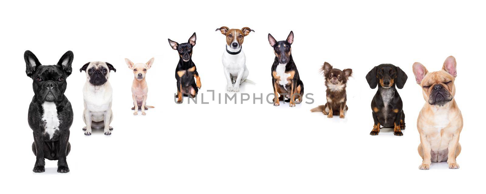 team group row of dogs taking a selfie isolated on white background, smile and happy snapshot