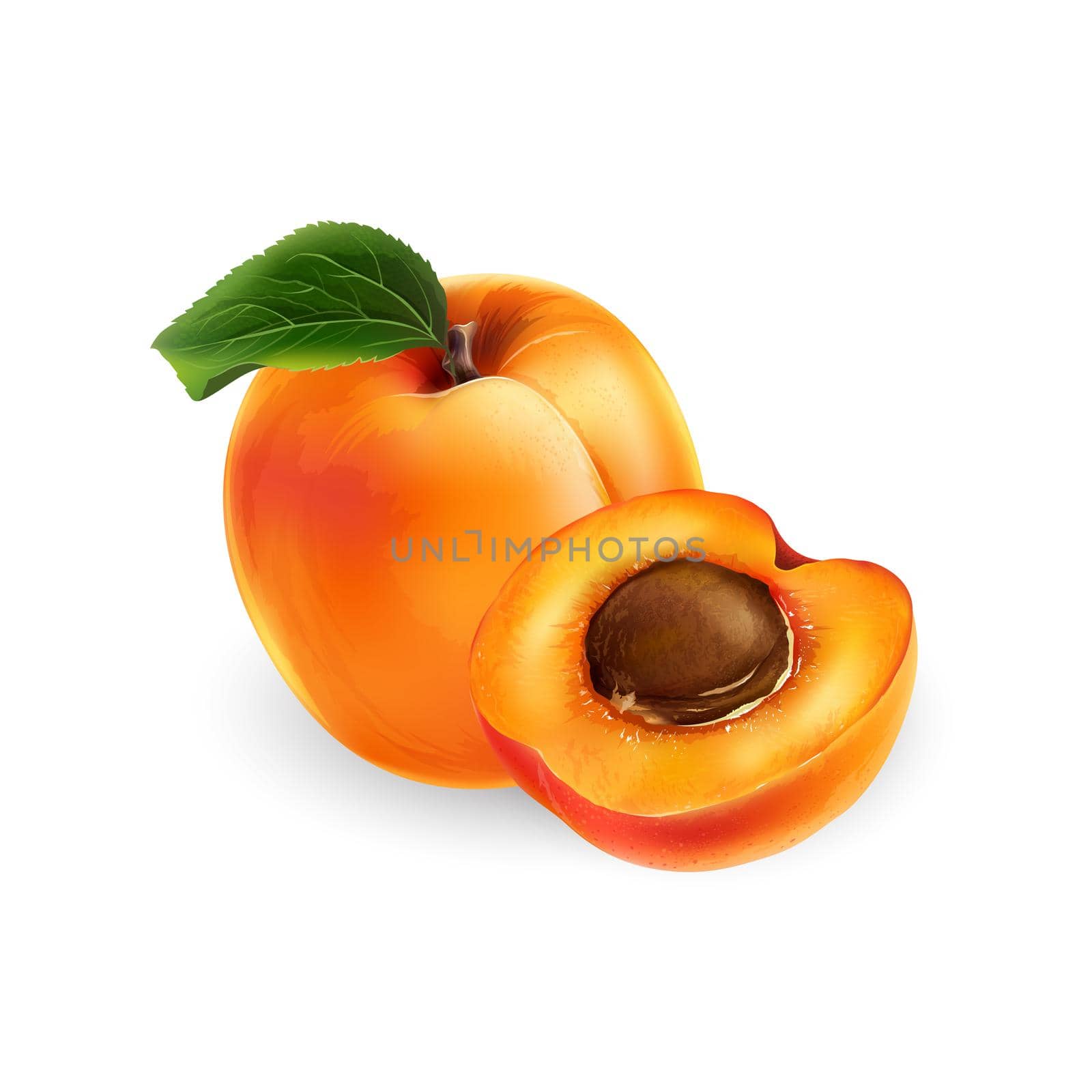 Fresh whole apricot with leaf and half with pit. Realistic style illustration.