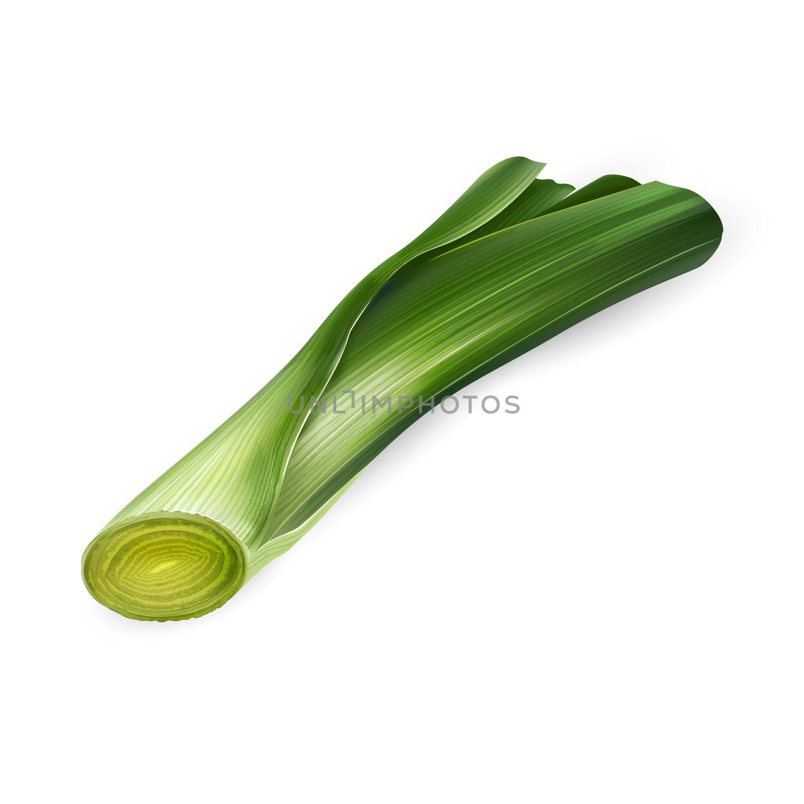 Fresh green leek illustration on white background. by ConceptCafe