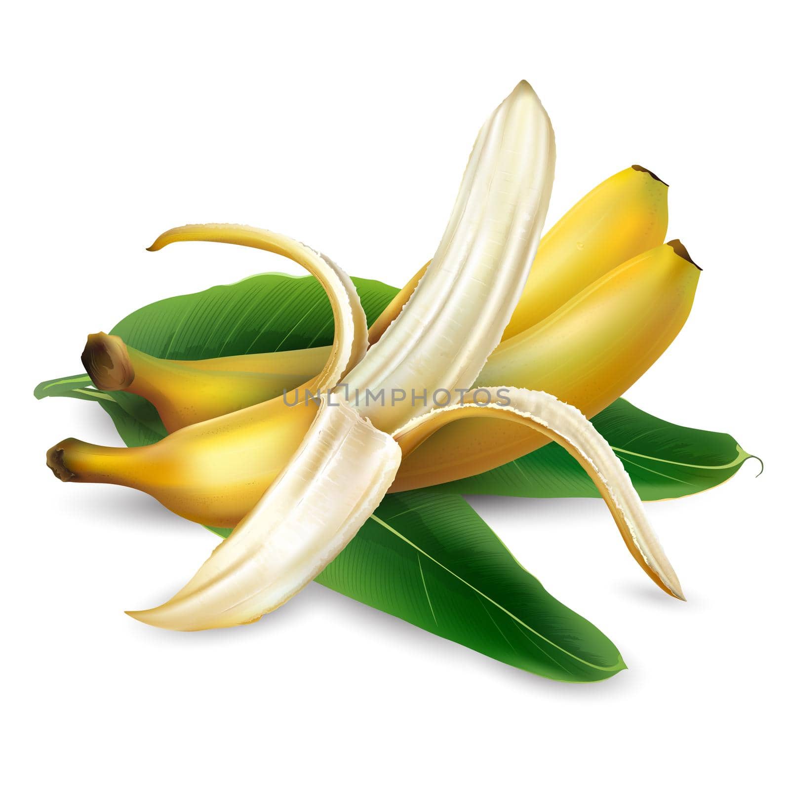 Composition of ripe bananas and palm leaves. Realistic style illustration.