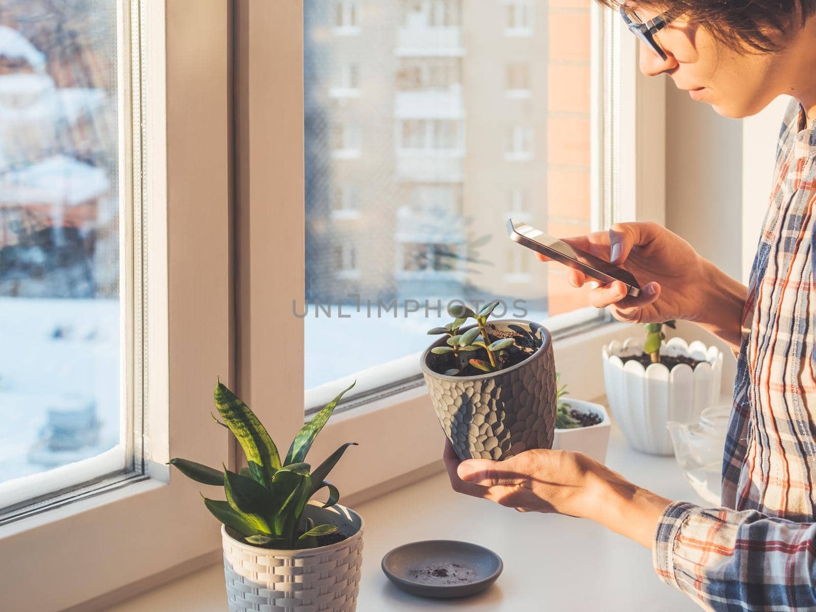 Woman takes pictures of succulent plants with smartphone. Flower pots on window sill. Sansevieria, Crassula. Peaceful botanical hobby. Gardening at home. Winter sunset. by aksenovko