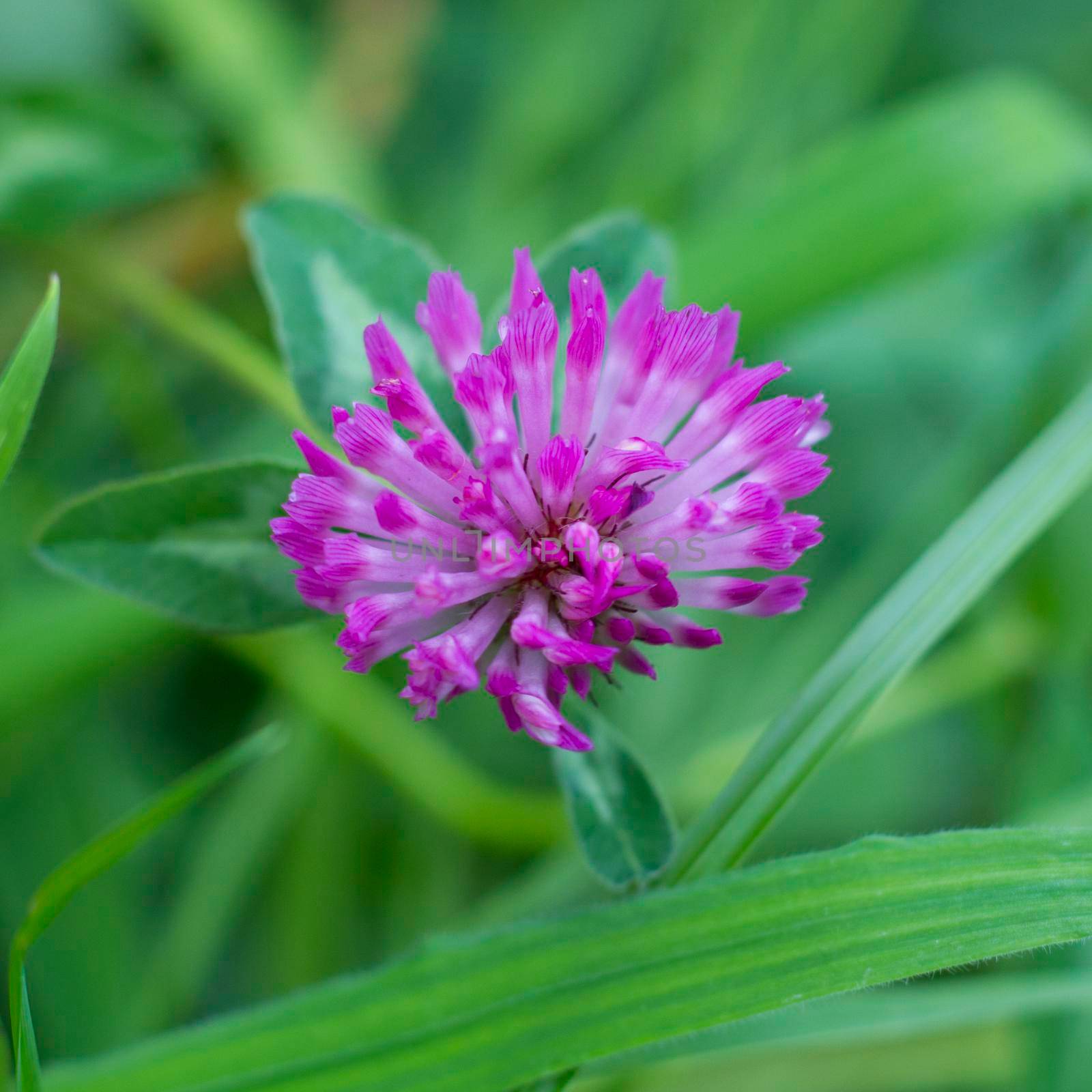 A single flower of a Red clover with behind a flower a clover leaf, There is also grass in the image.