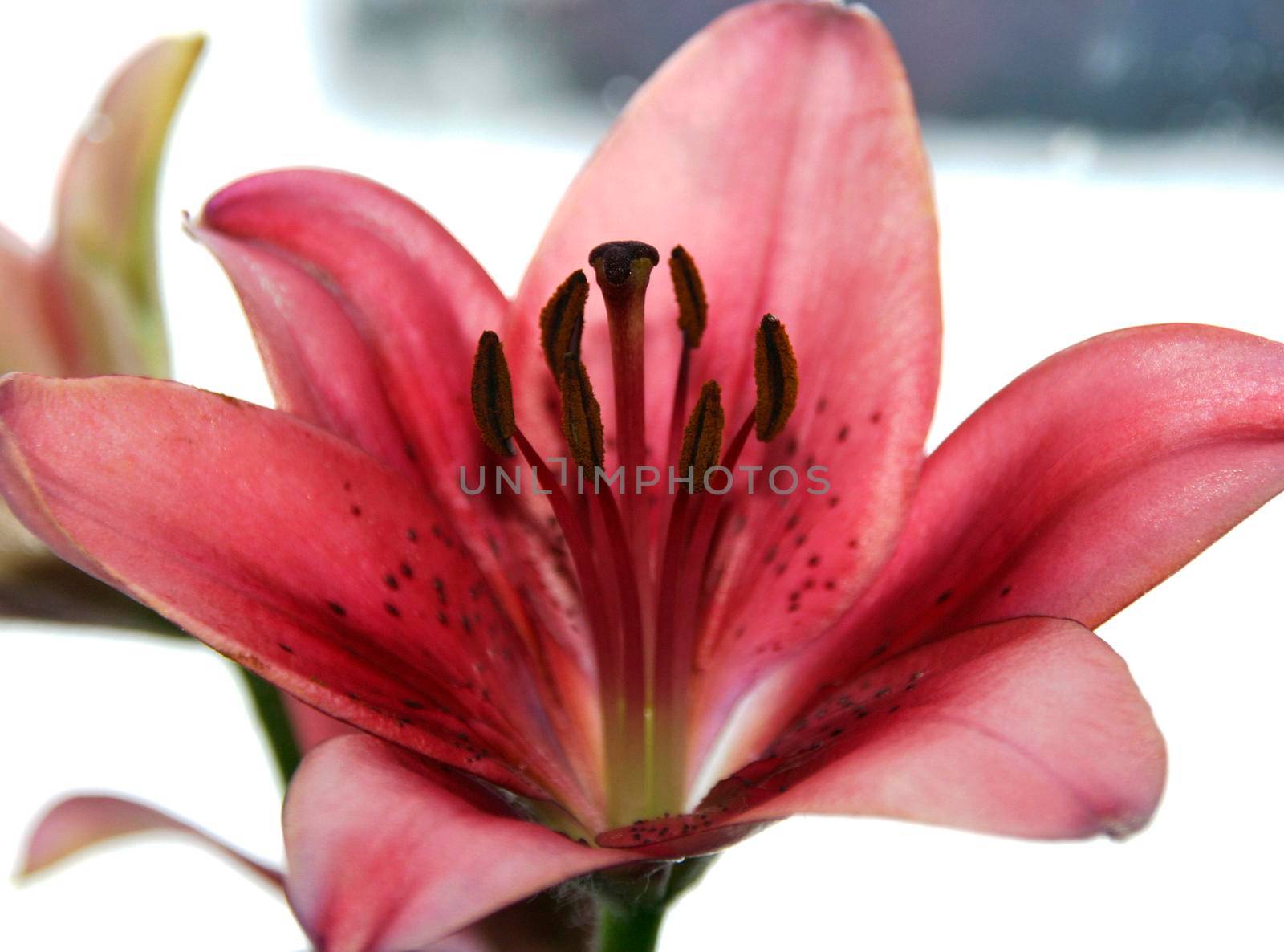 Pink lily flower by Bwise