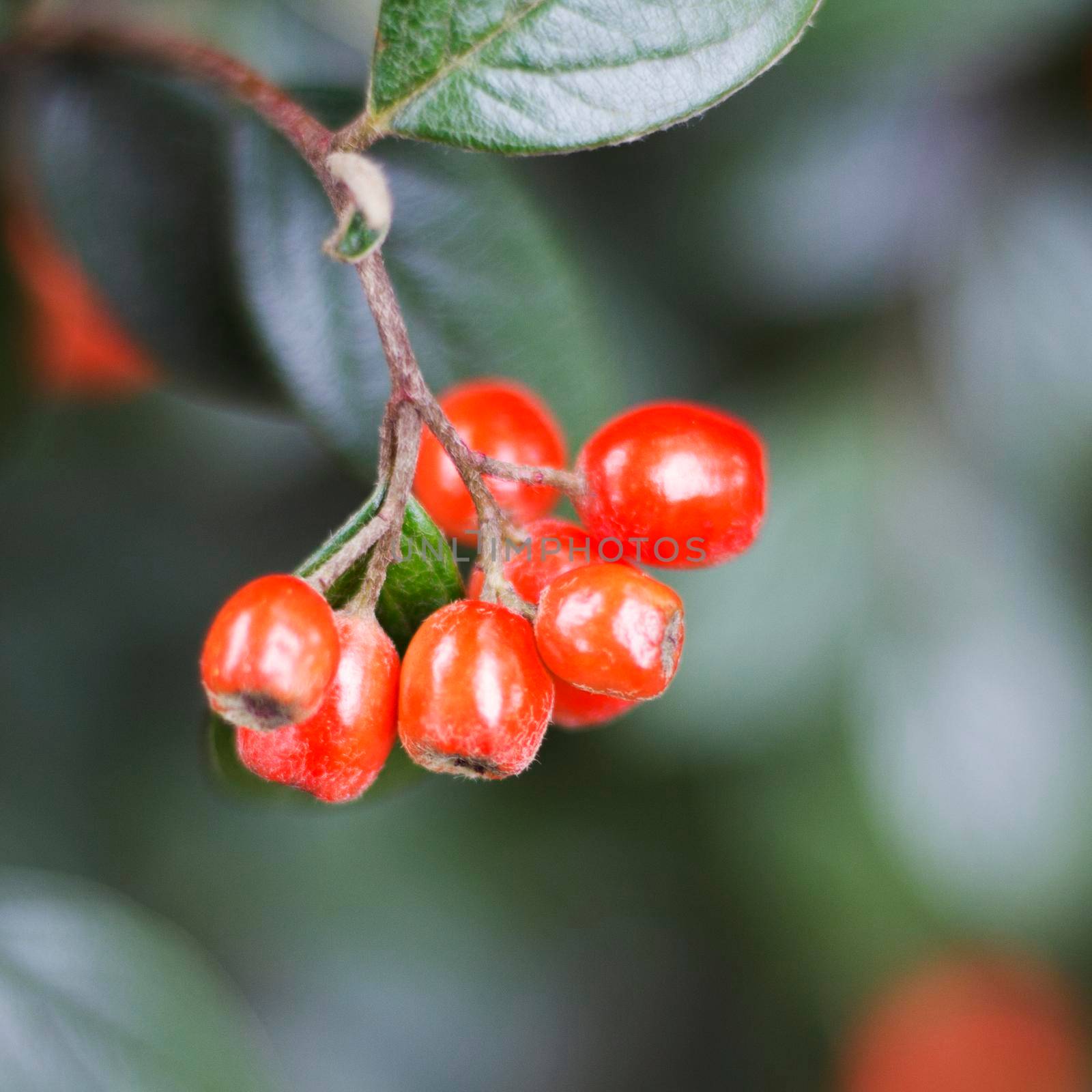 A bunch of red berries on a branch. Closeup