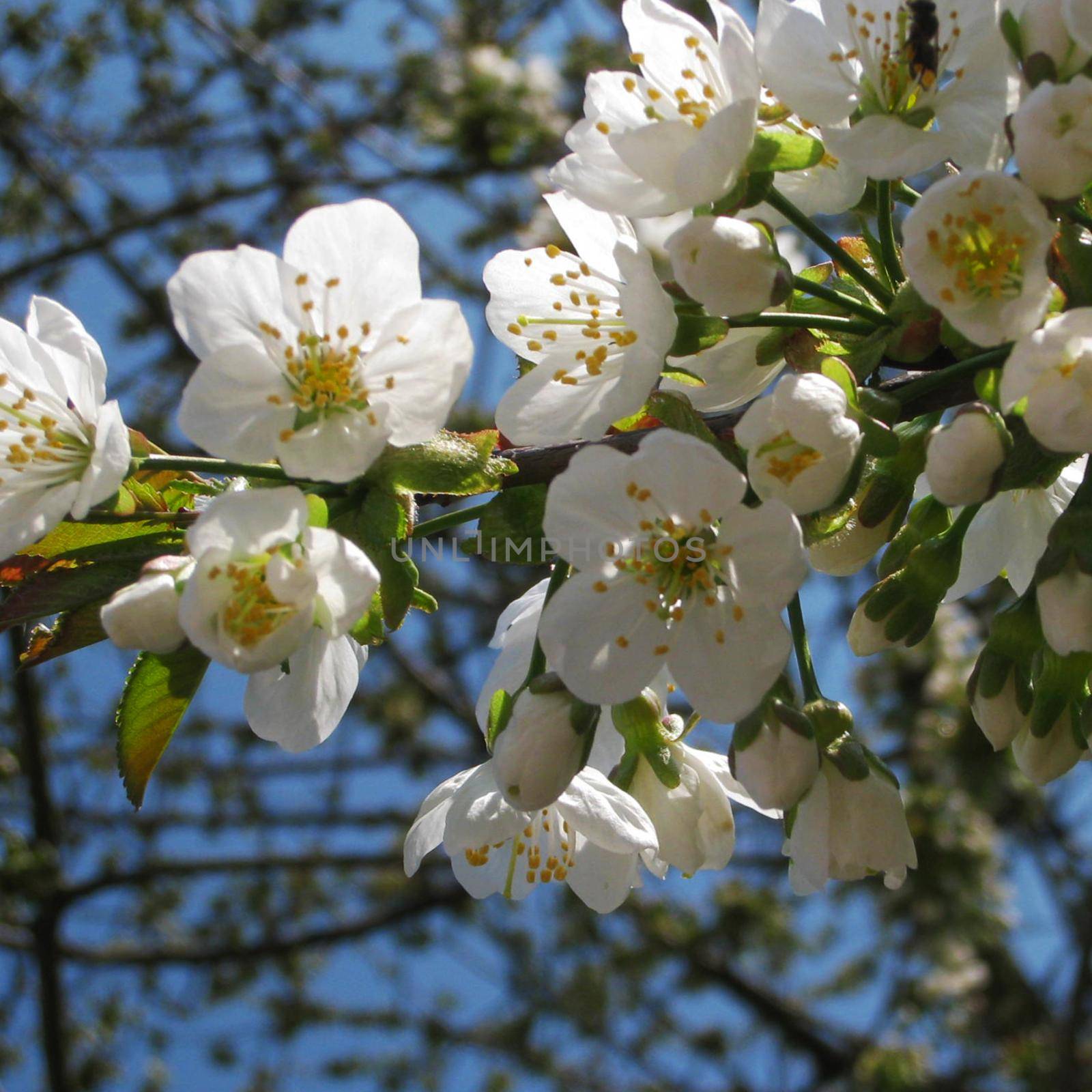 A close-up of blossom in an apple tree.