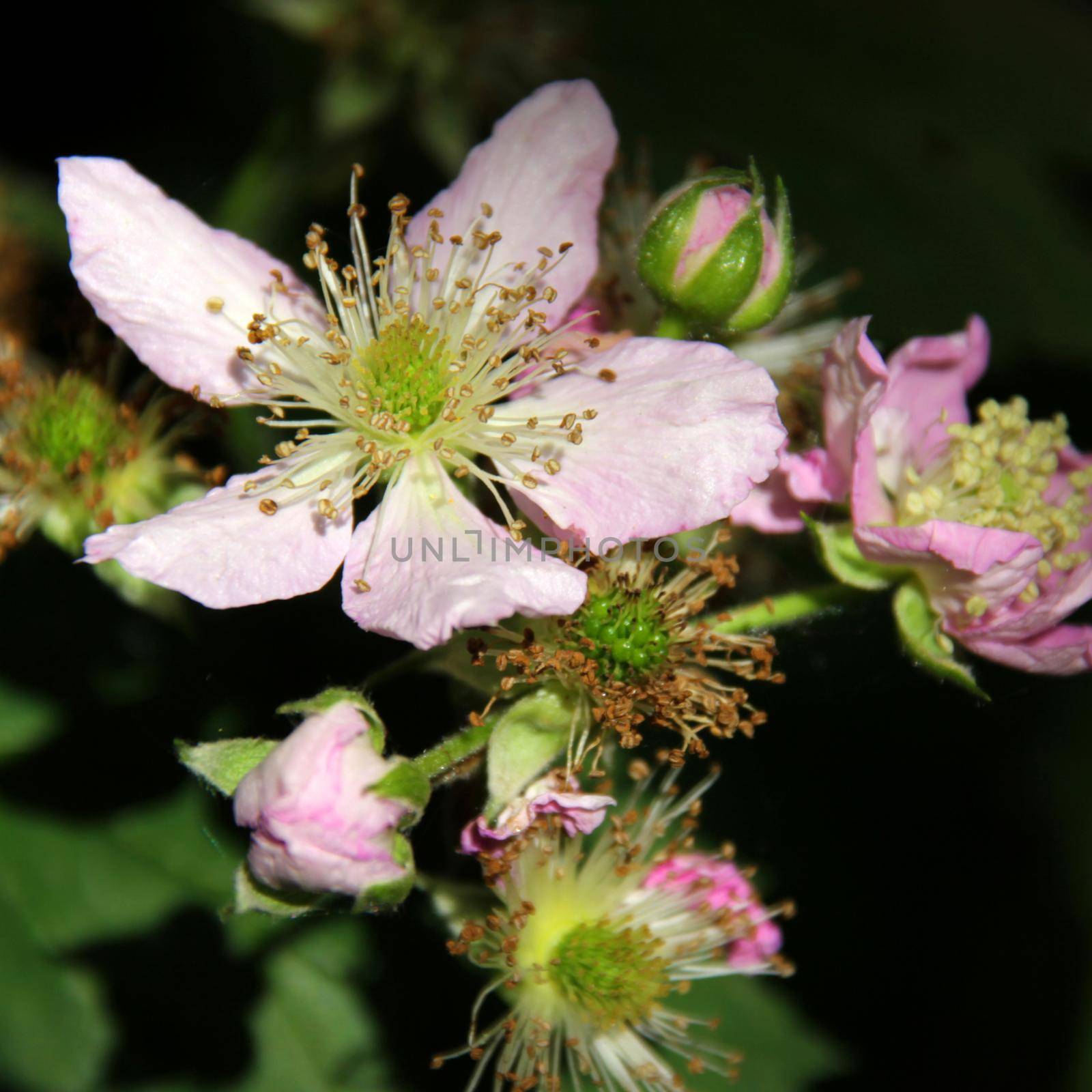 Blackberry blossom in different stages of blooming