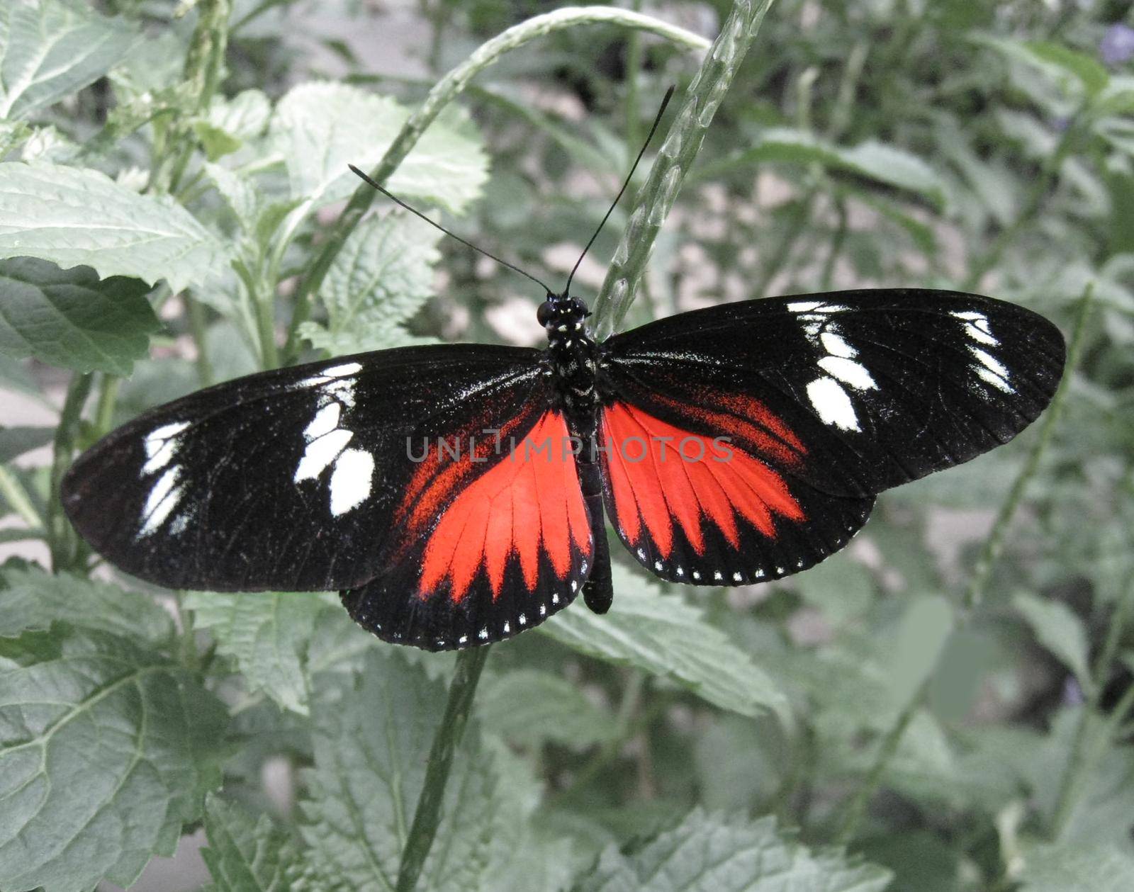 A close up of a red black and white butterfly by Bwise