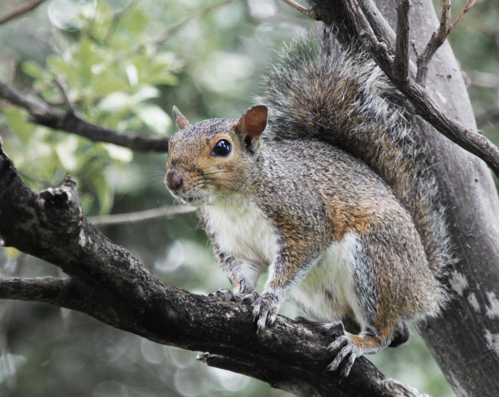 Eastern gray squirrel in a tree. He is looking watchfully at you