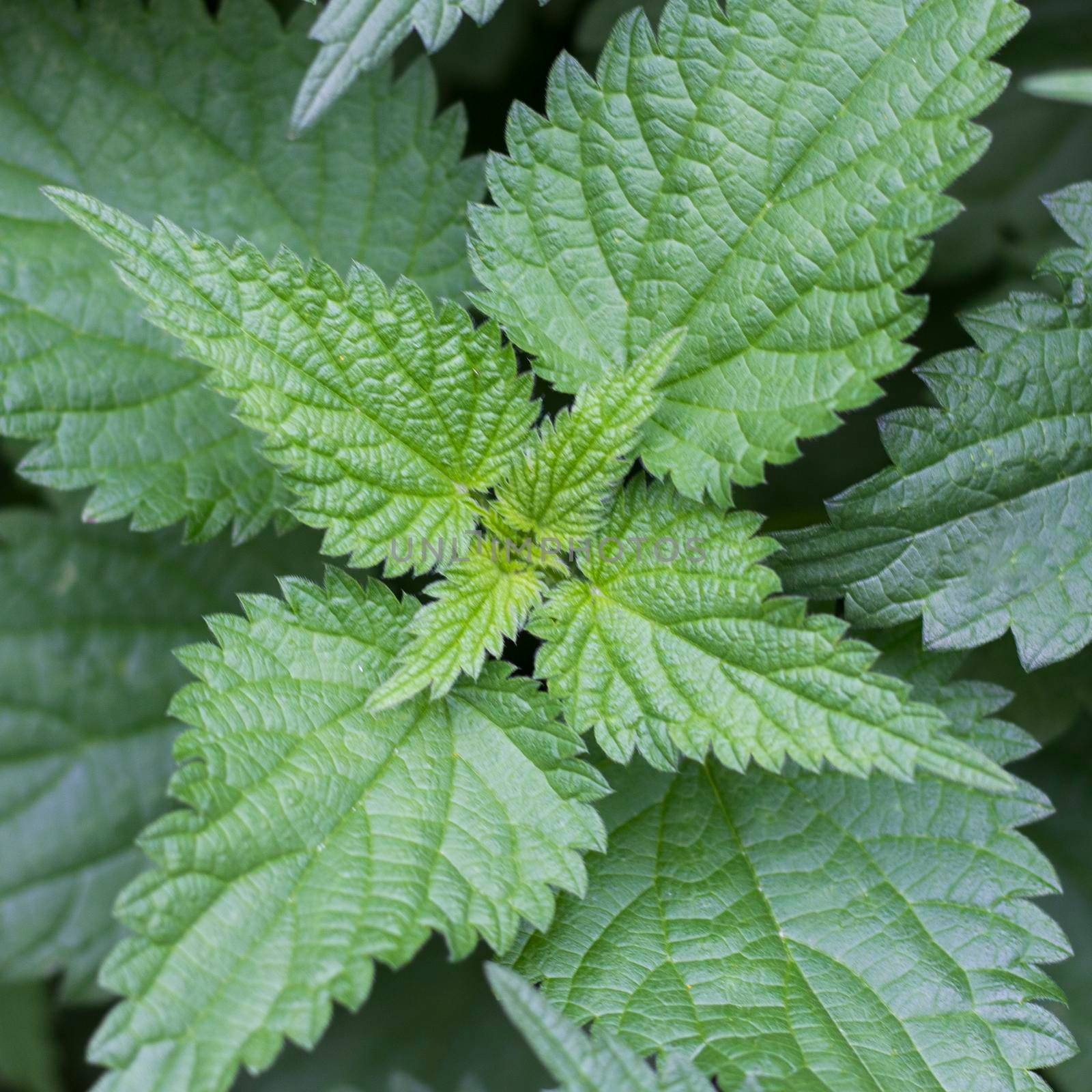 Stinging nettles by Bwise