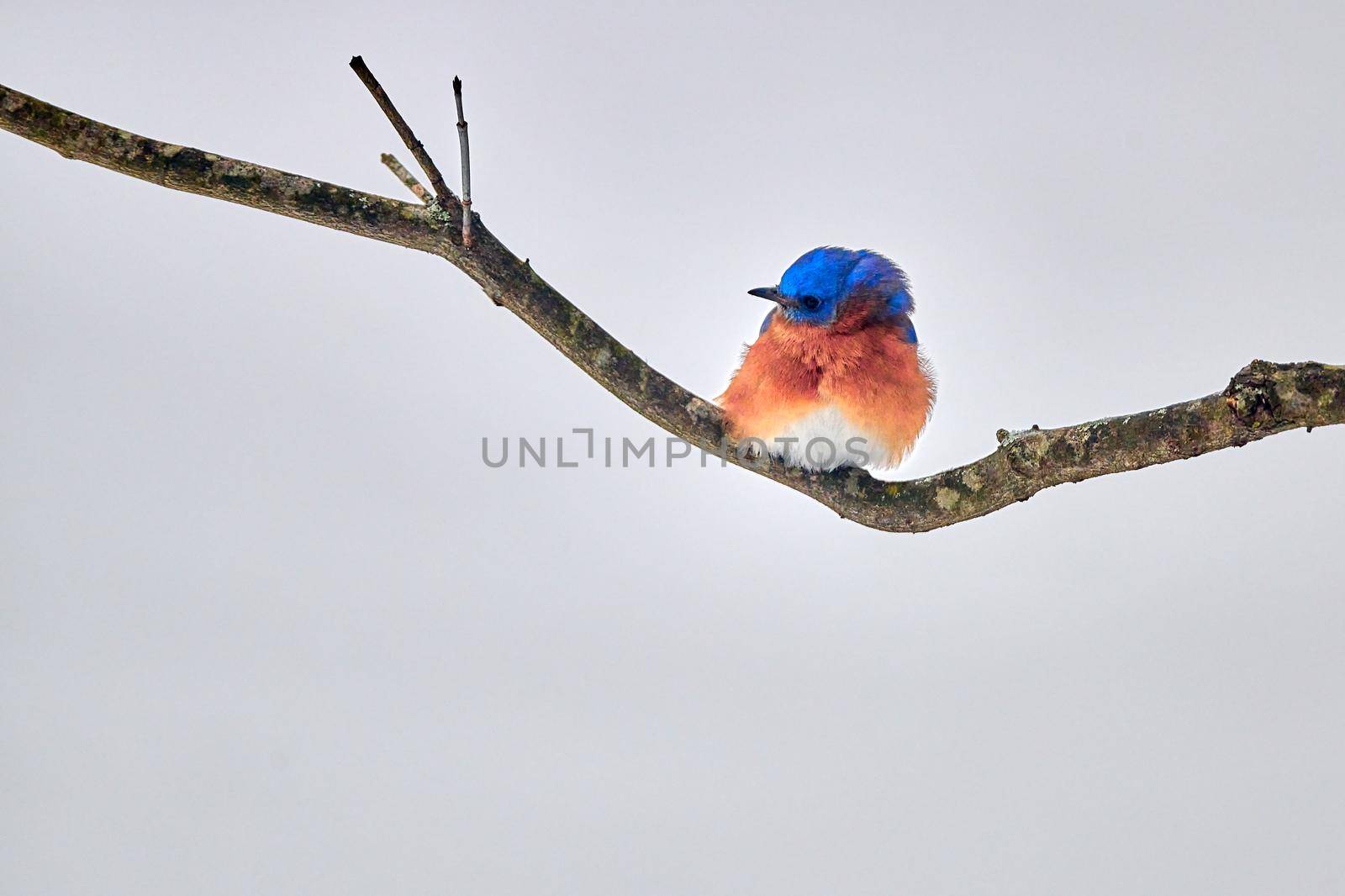 Male Eastern Bluebird perched on a branch with snowy background.