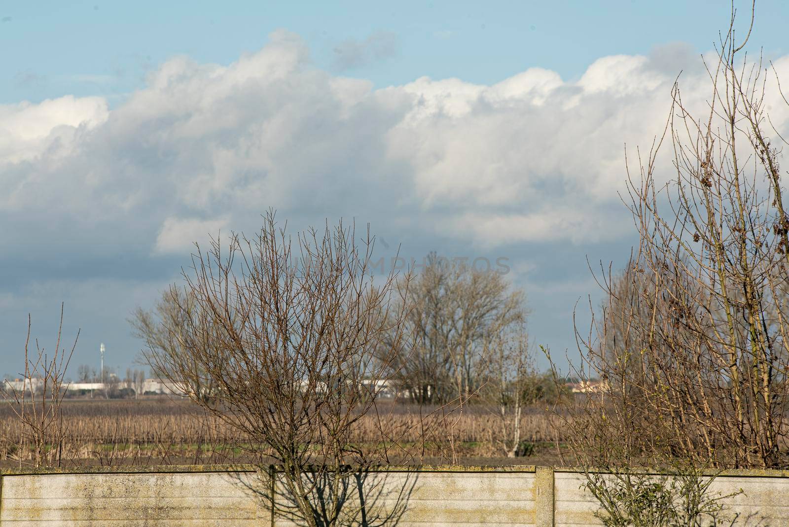 Detail of bare trees in winter in the Po Valley in Italy