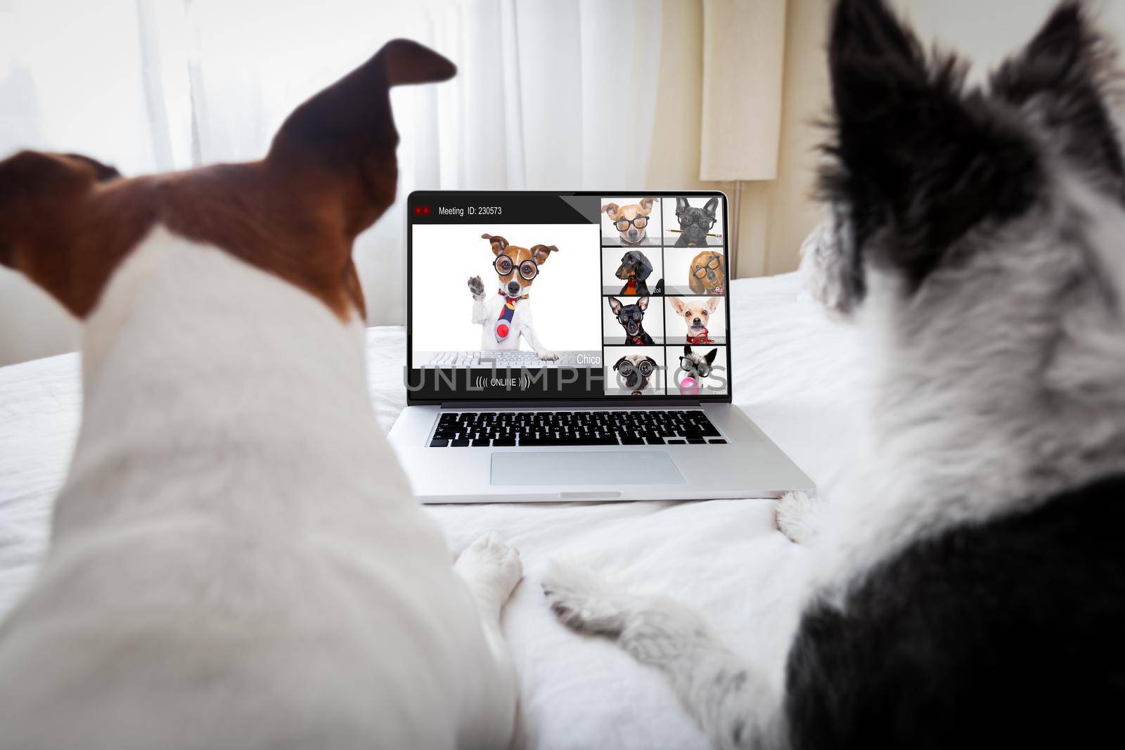 Couple of business dogs having an online video conference meeting with laptop or computer doing home office