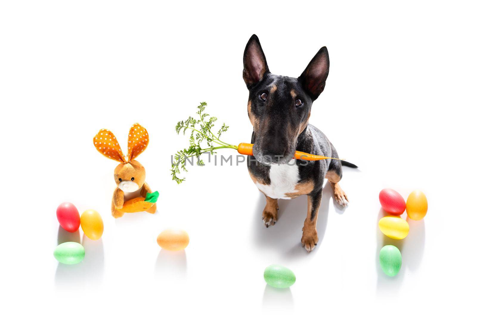 easter holidays dog with eggs by Brosch