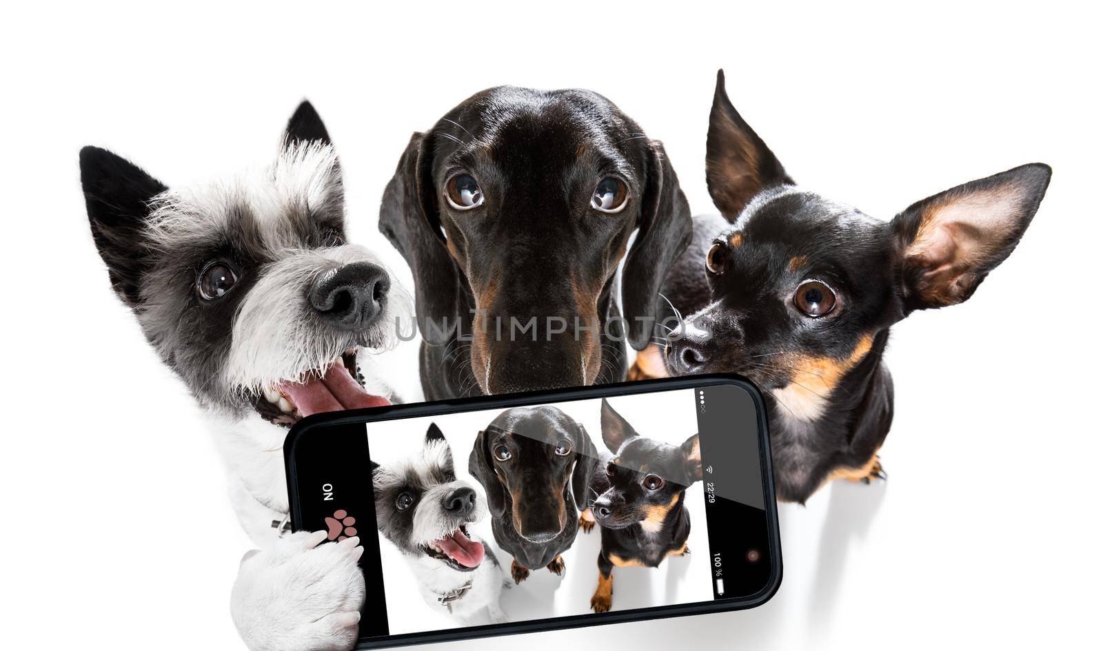 team group row of dogs taking a selfie isolated on white background, smile and happy snapshot