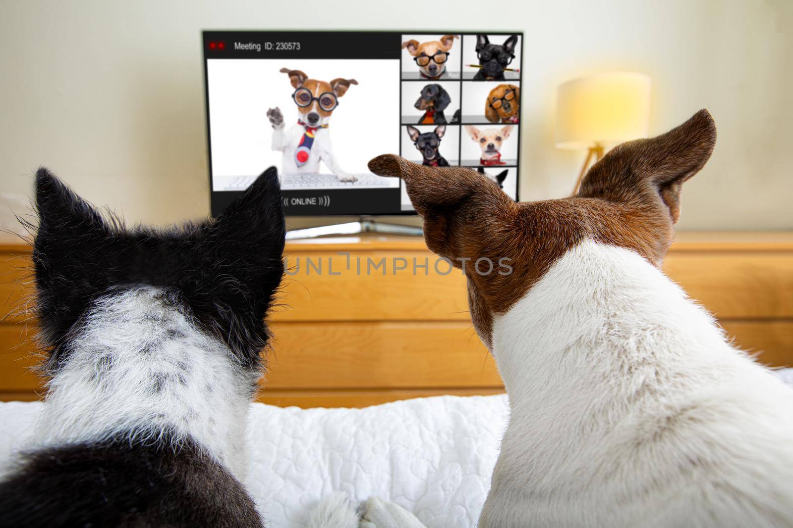 dog having an online meeting video conference by Brosch