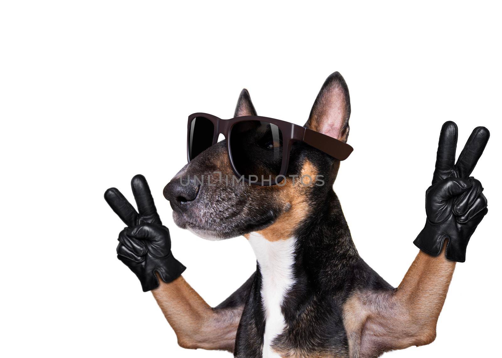 dog victory and peace fingers by Brosch