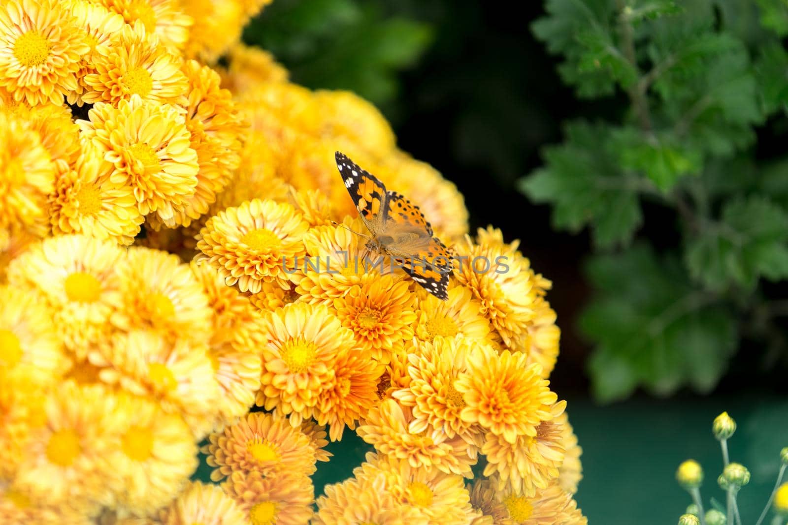 The natural backdrop of bright yellow chrysanthemums sitting on a butterfly