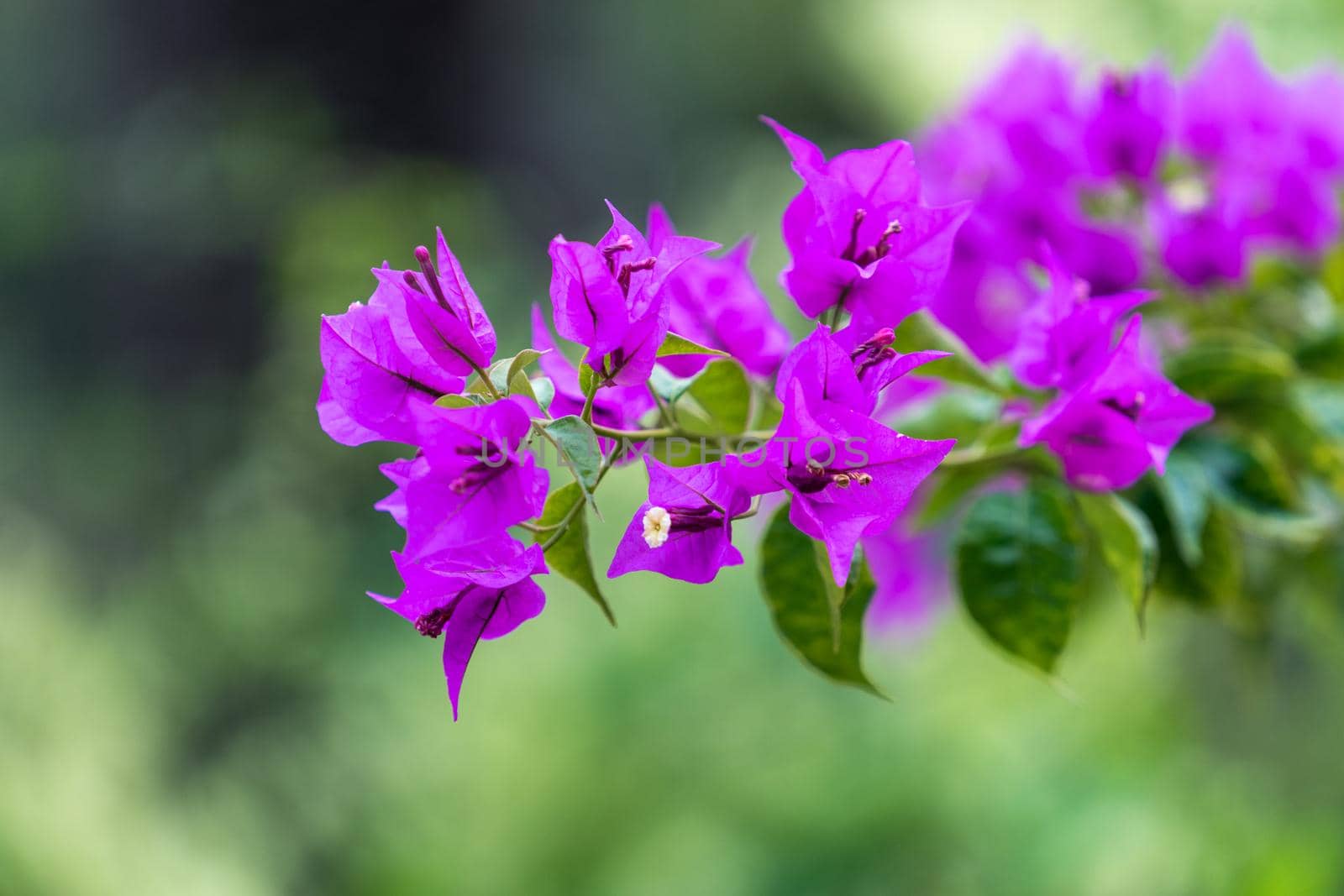 Bright pink bougainvillea flowers on blurred green background with bokeh.