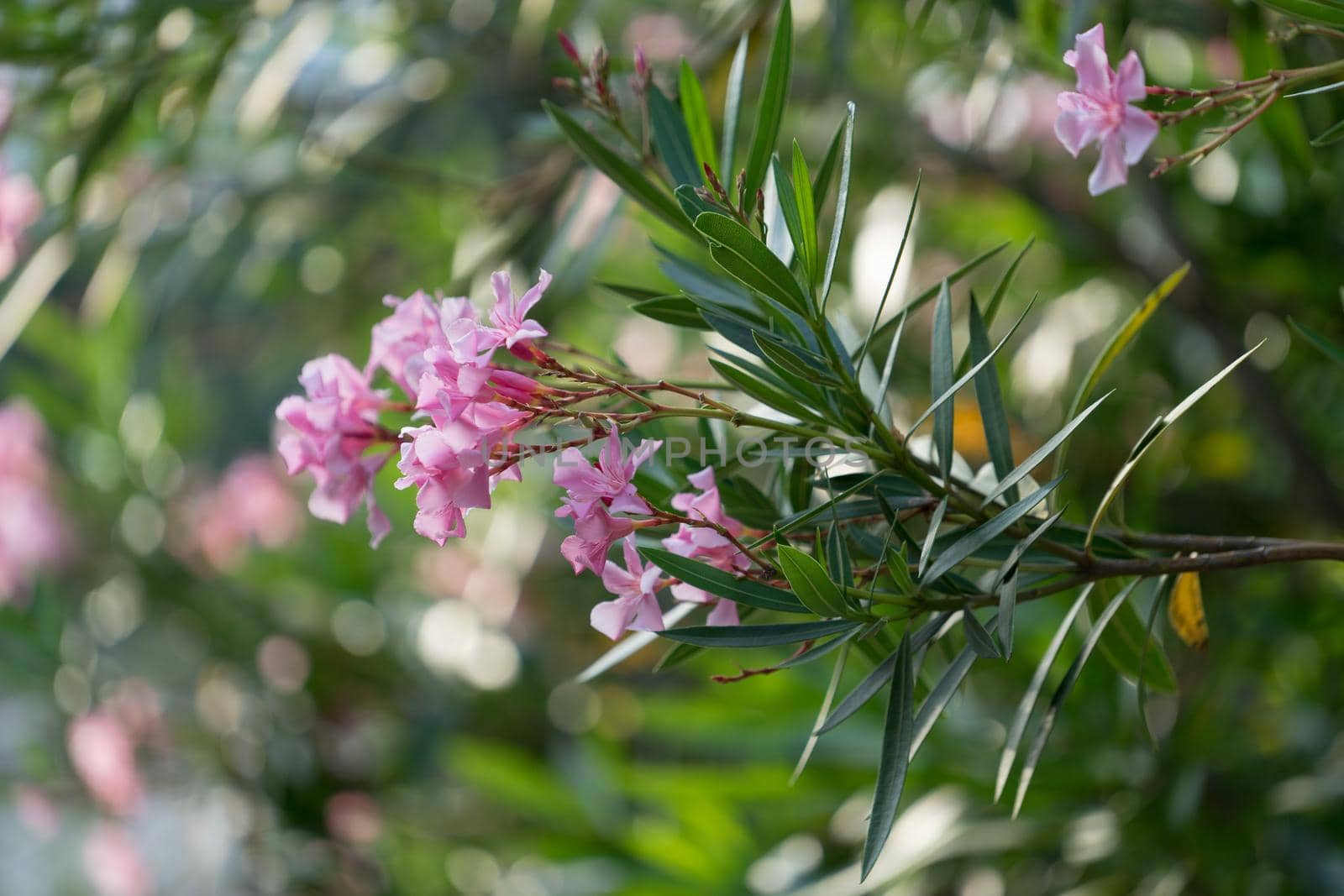 Pink flowers of oleander on the lush Bush on blurred green background with bokeh
