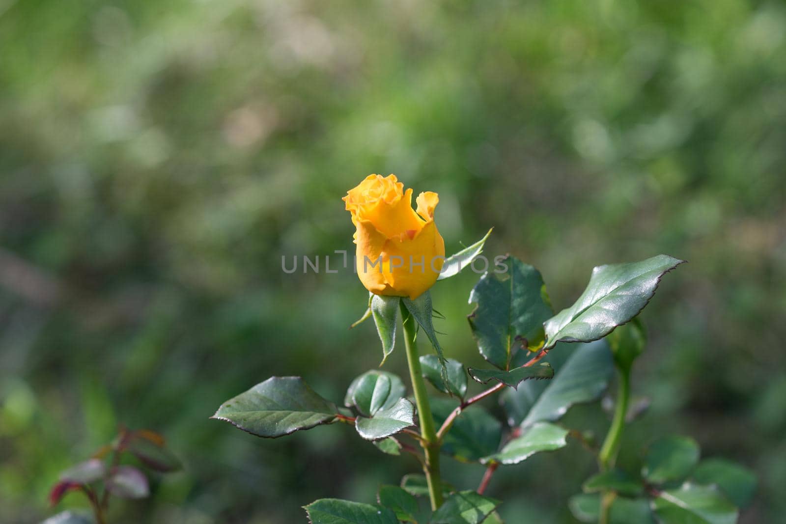 Bud yellow roses blooming in the garden on dark green blurred background of thick grass