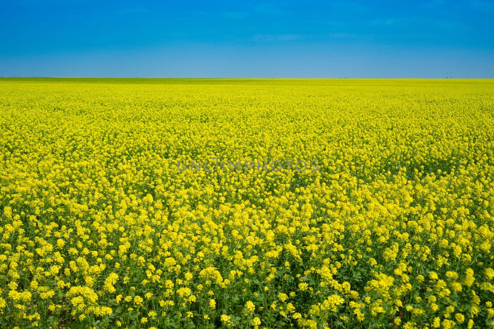 Rapeseed fields in Crimea. Beautiful scenery with yellow flowers.