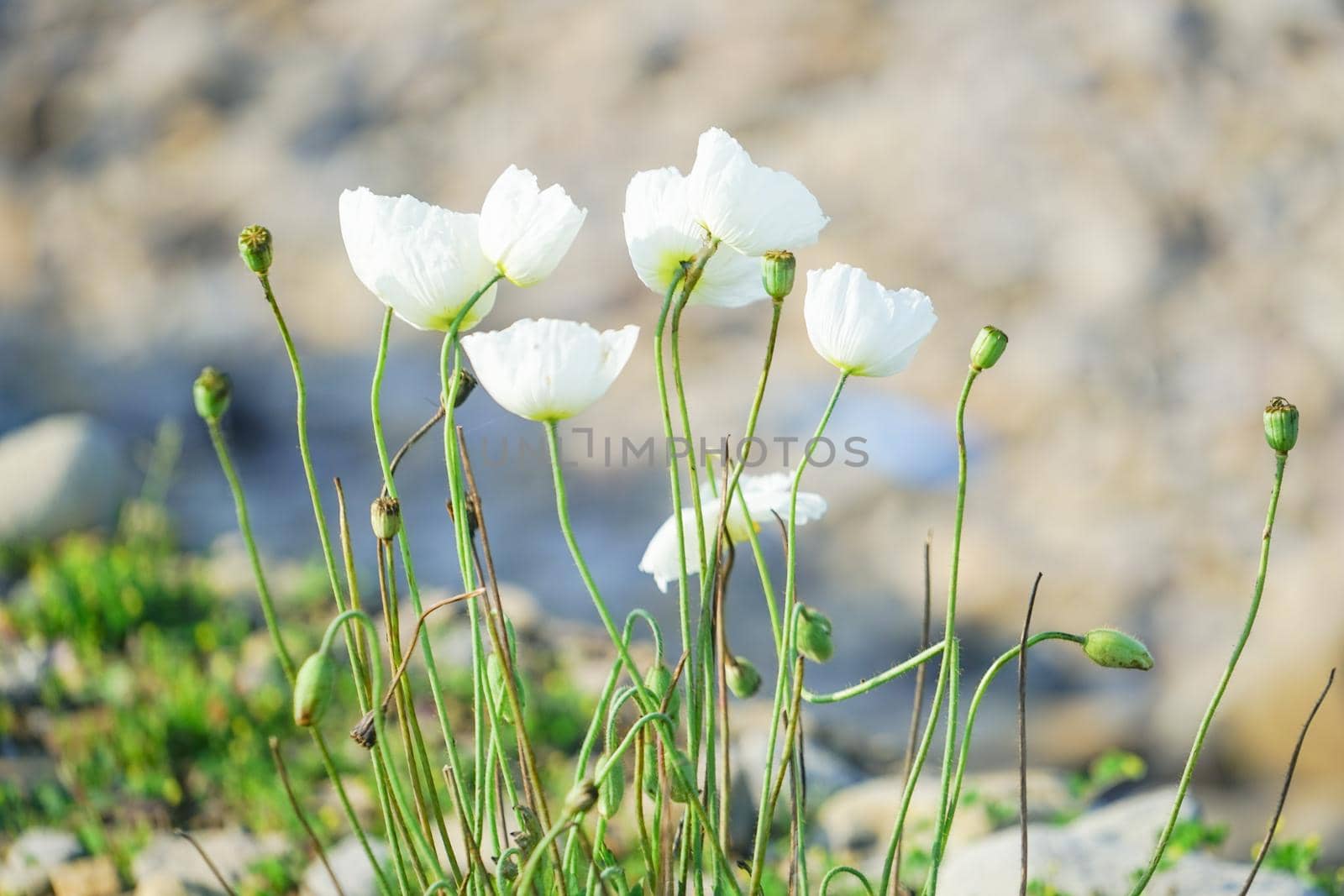 Floral background with white far Eastern poppy.