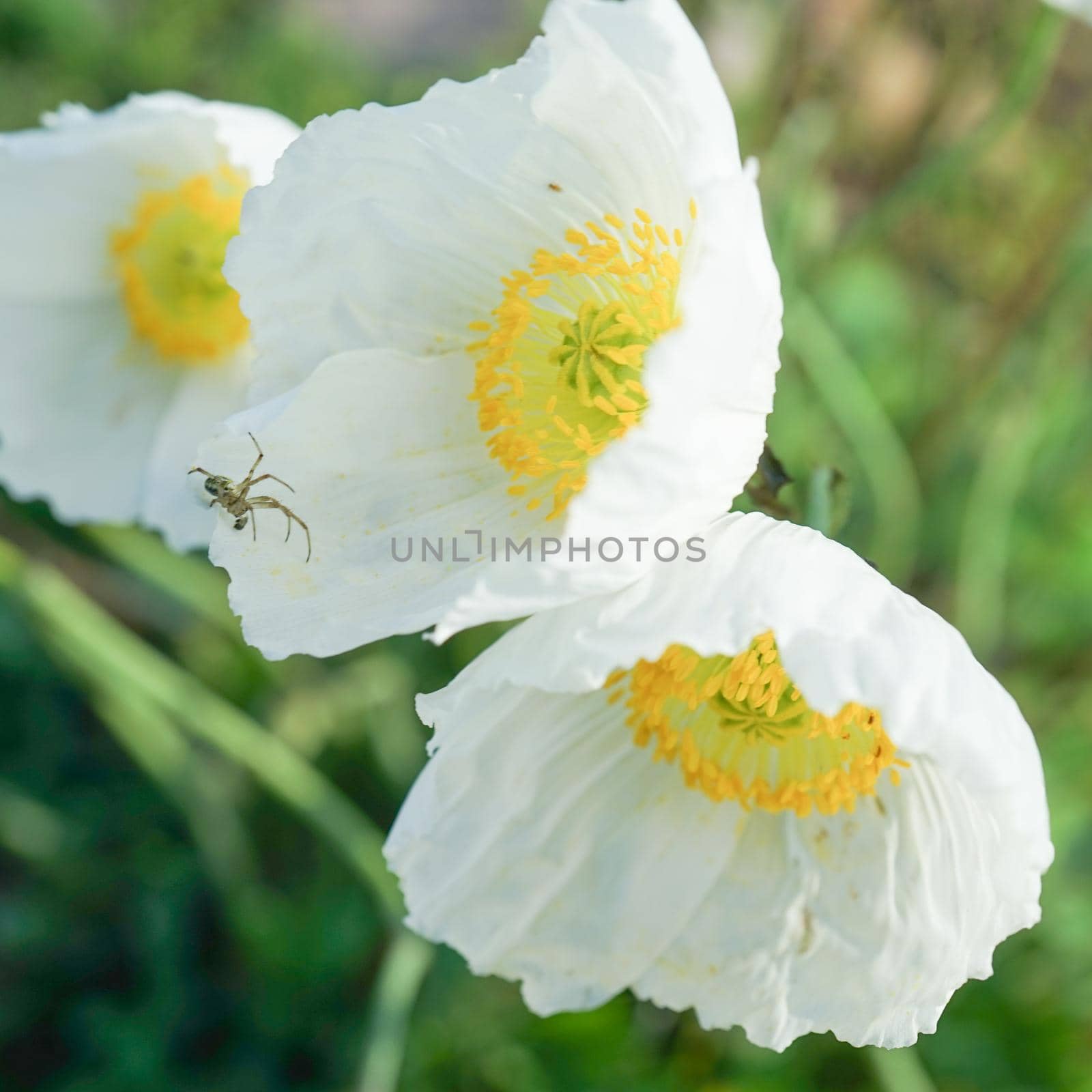 Floral background with white far Eastern poppy.