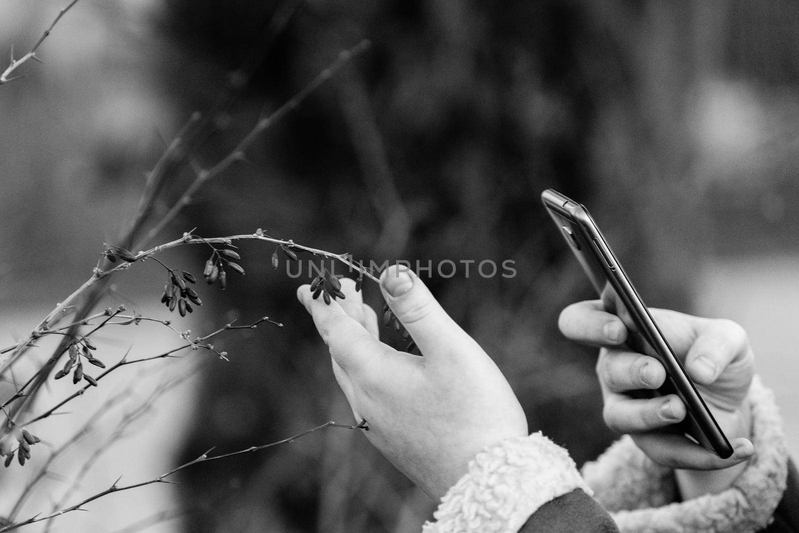girl's hand with a smartphone taking pictures of a branch of barberry with small berries.