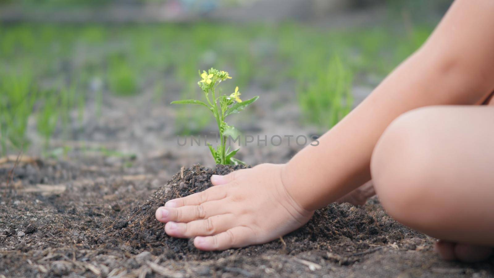 Little kid hand planting seedlings growing a tree in soil on the garden by Sorapop