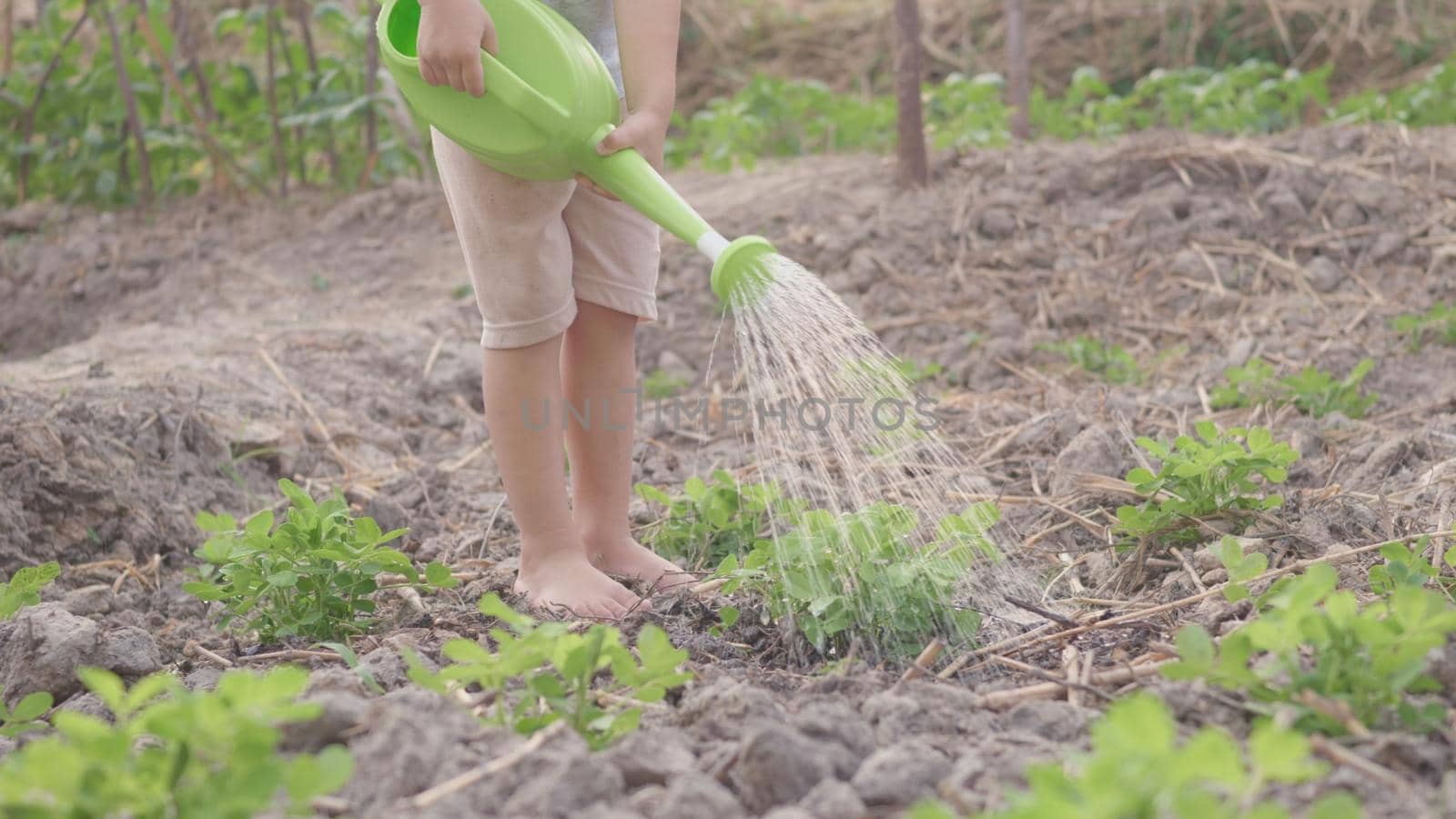 Asian little child boy preschool growing to learn watering the plant tree outside. Kid planting and waters vegetables on garden, Forestry environments concept by Sorapop