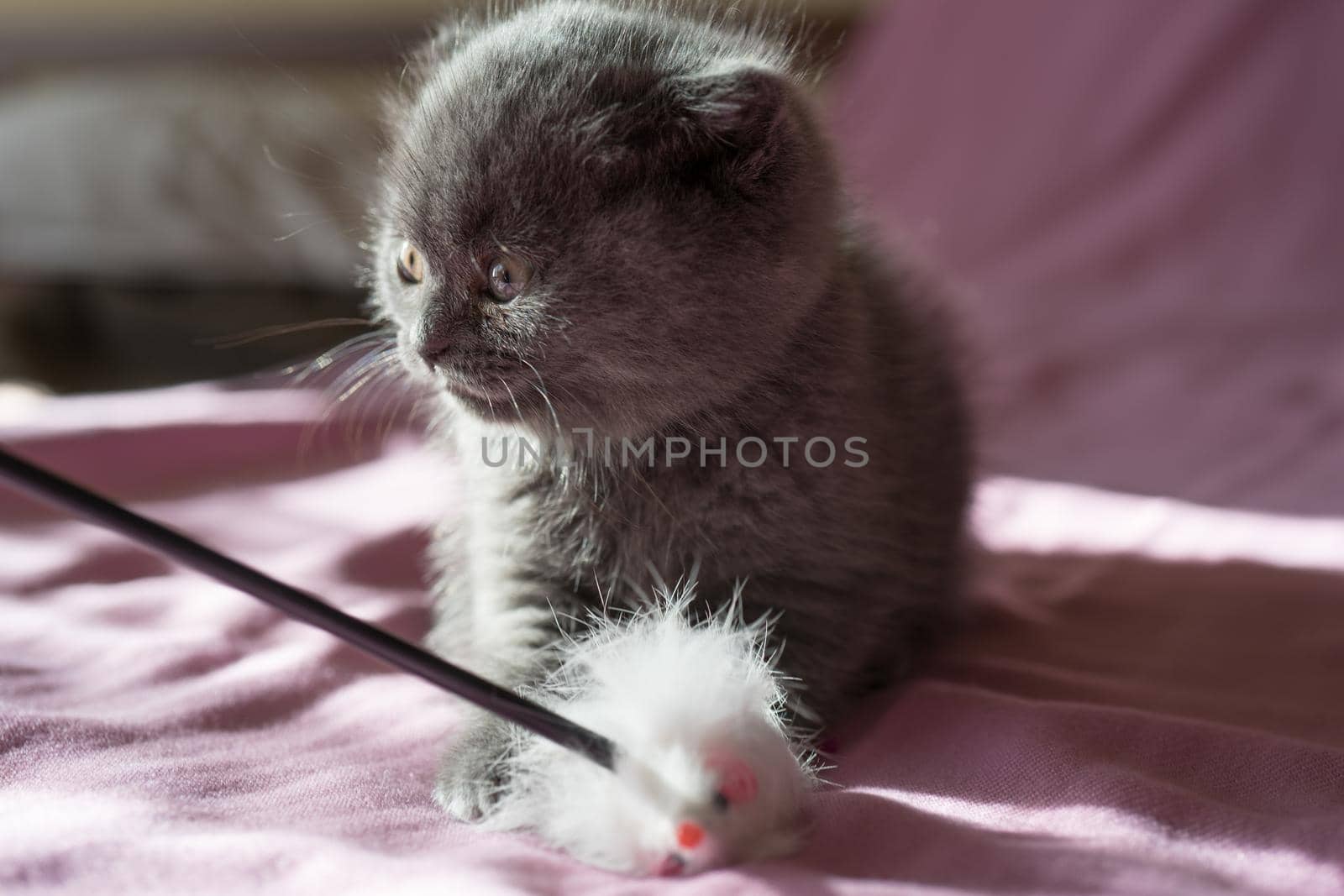 Portrait of a small gray Scottish kitten on a pink background.