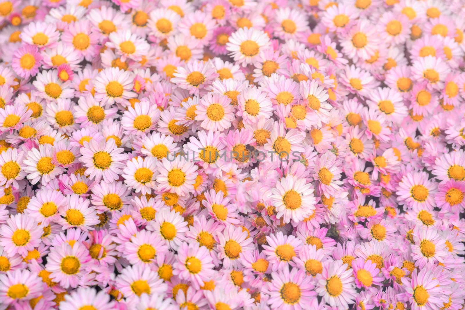 Floral background flower pink chrysanthemum in the garden bed.