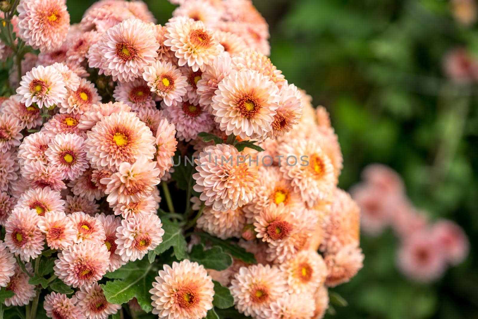 Chrysanthemum flowers on a blurred background.