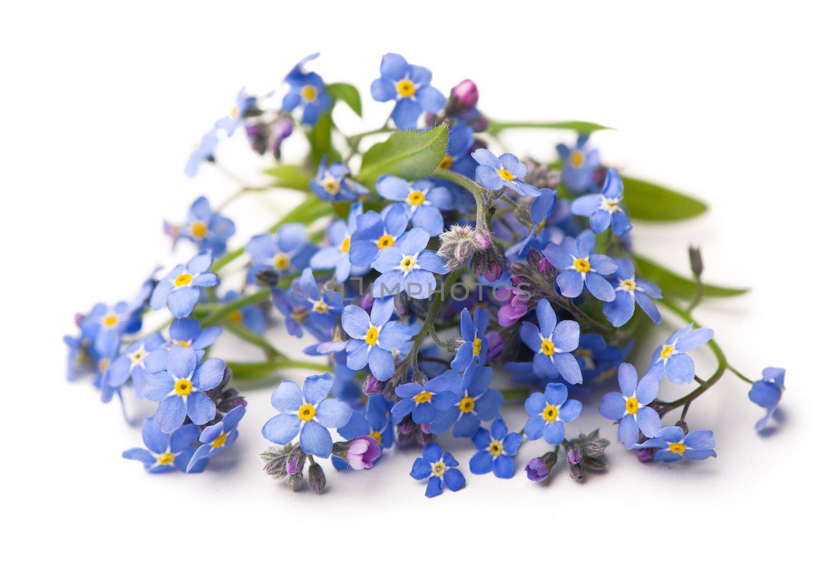 Forget me not, little flowers in heart shape, isolated on white. by aprilphoto