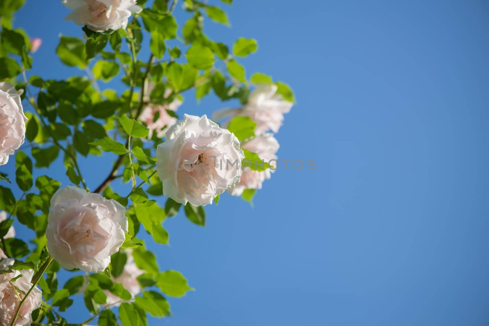 gently pink roses against blue sky. Rose Garden in the Prague by aprilphoto