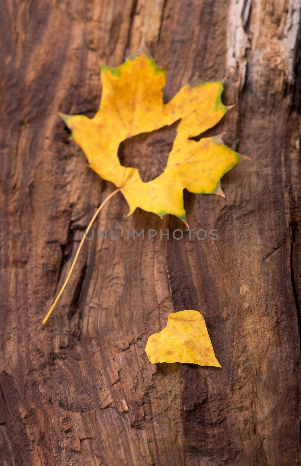 Autumn leaves heart. Autumn leaves on wood background by aprilphoto