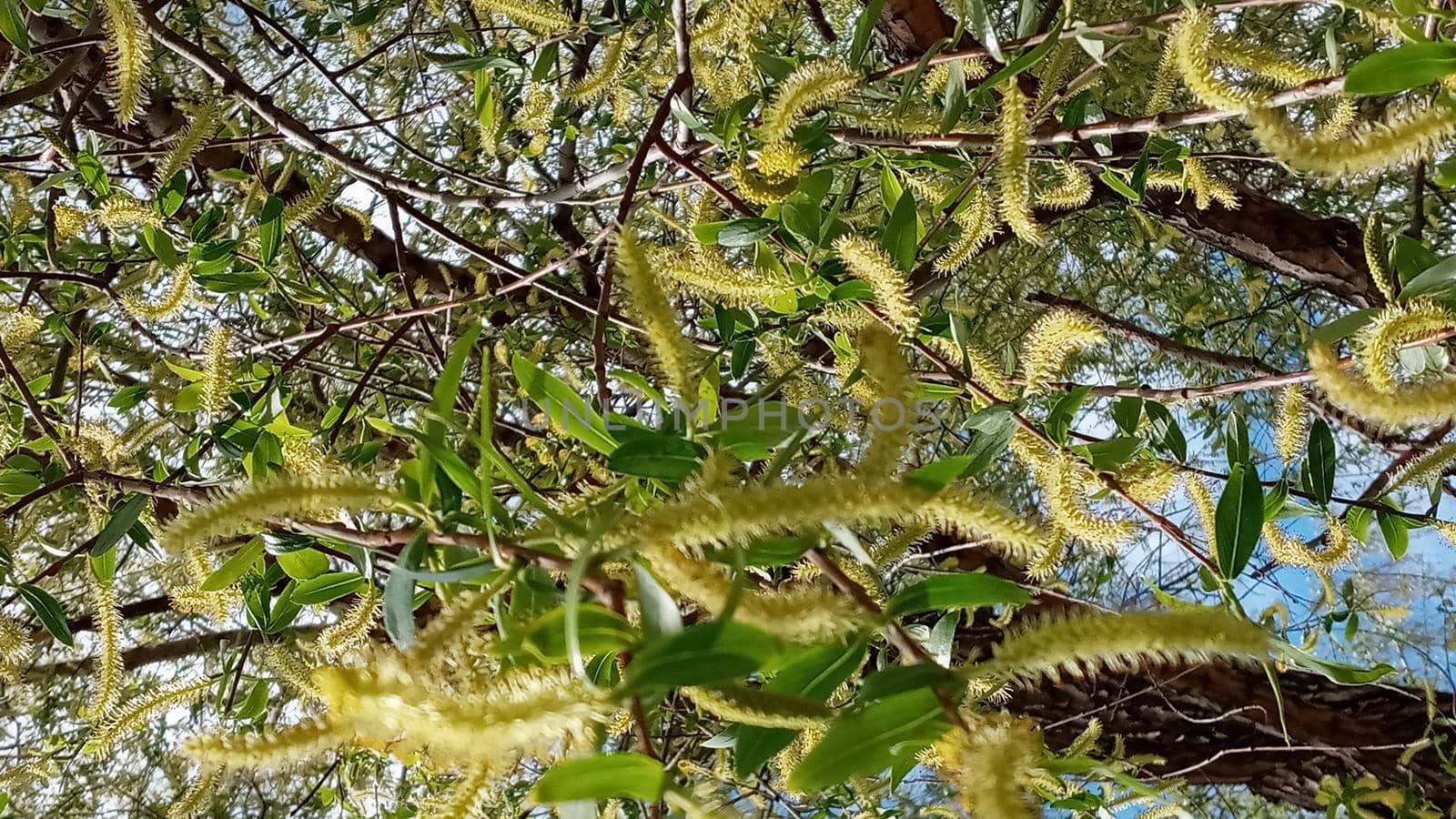 Close-up, brush of willow in early spring. Yellow stamens on the branches. Background, pattern natural.