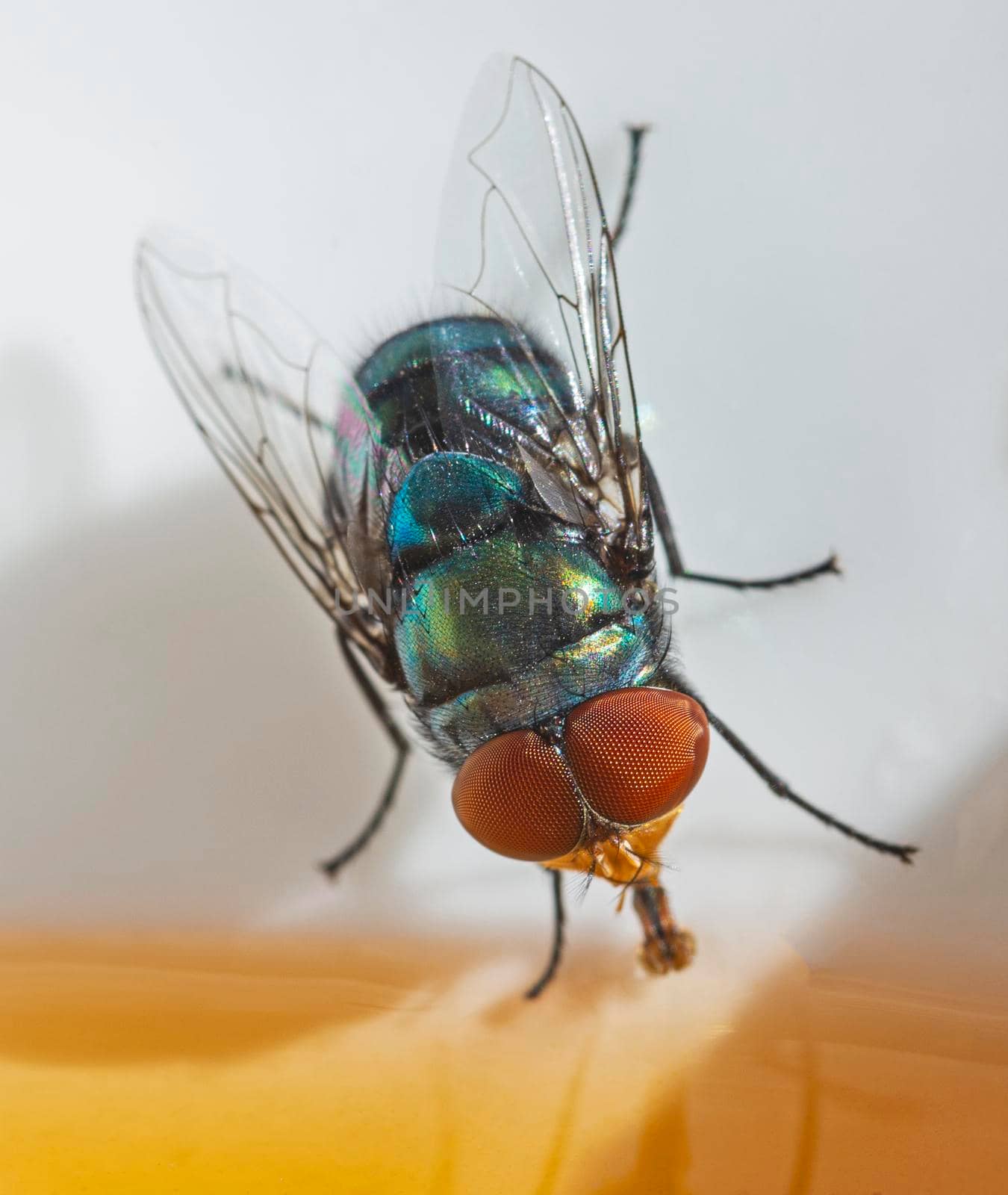 Close-up detail of a green bottle fly lucilia sericata feeding on honey in a white bowl