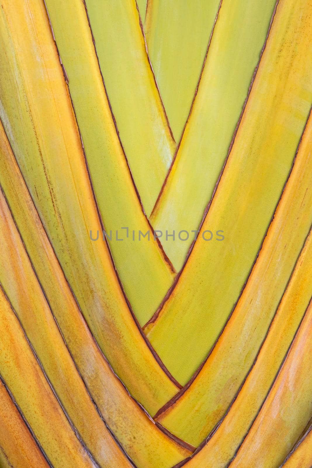 Closeup detail of ornamental banana plant leaves creating graphic resource background wallpaper