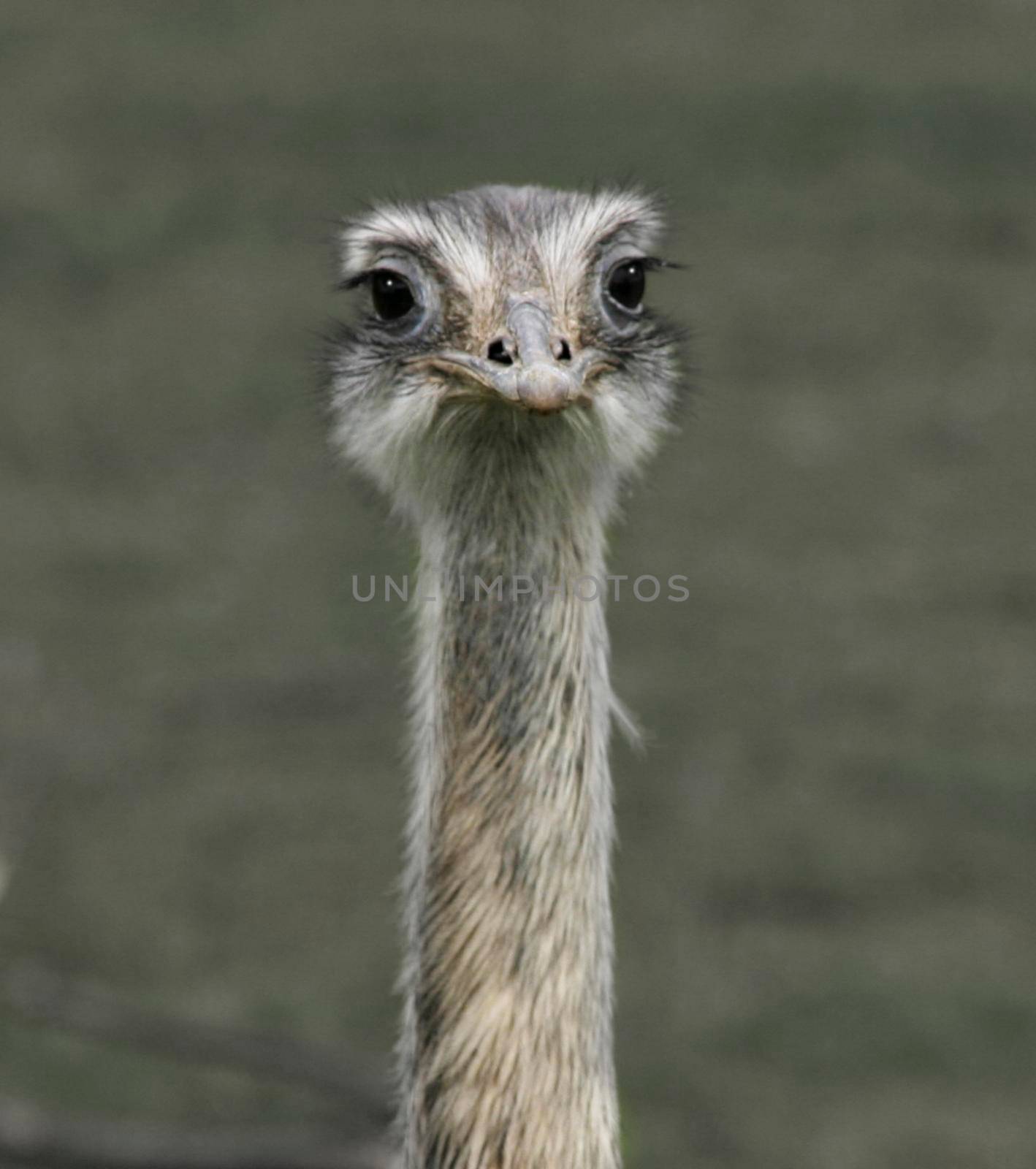 A close-up portrait of an ostrich bird