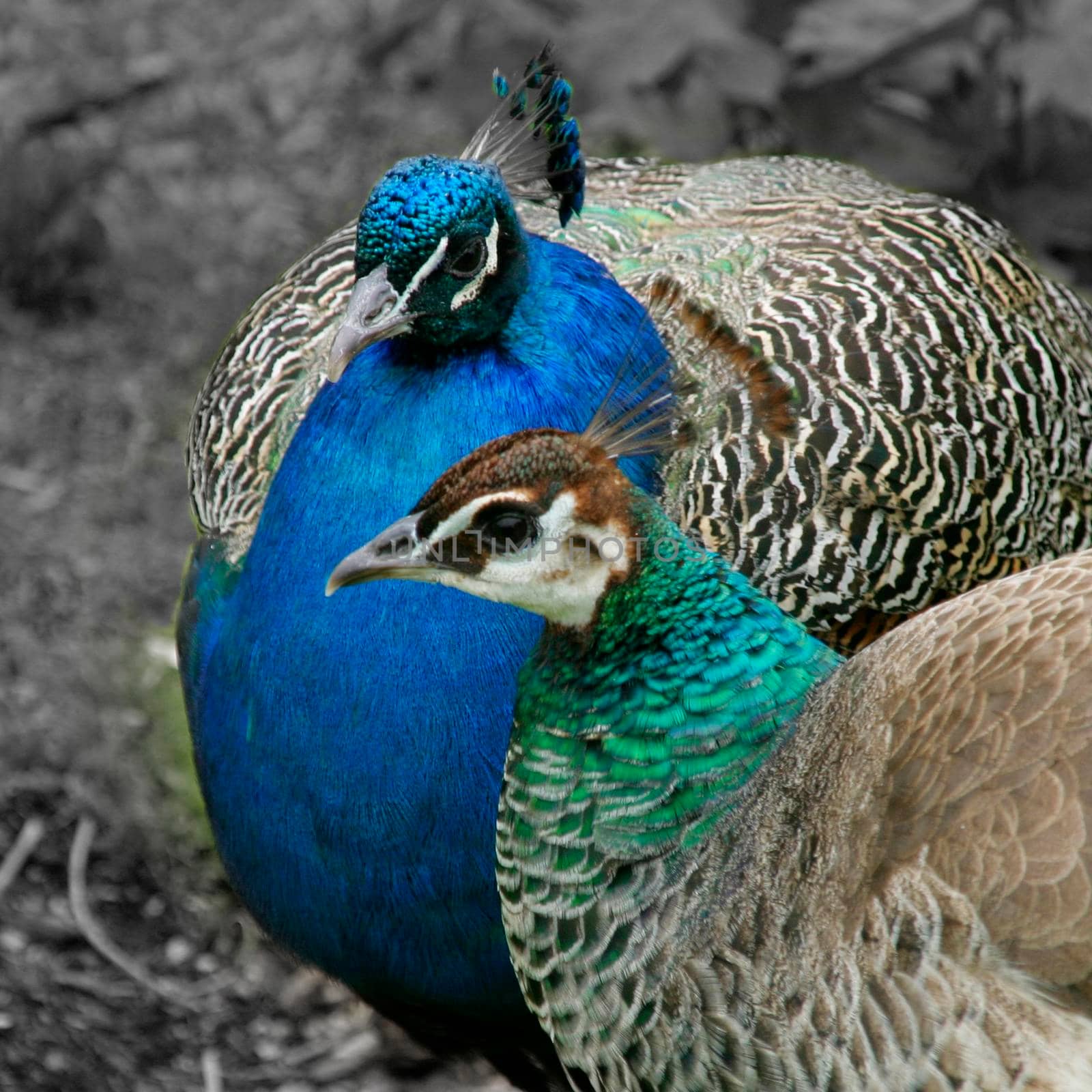 Two peafowl birds, a peacock and a peahen. by Bwise
