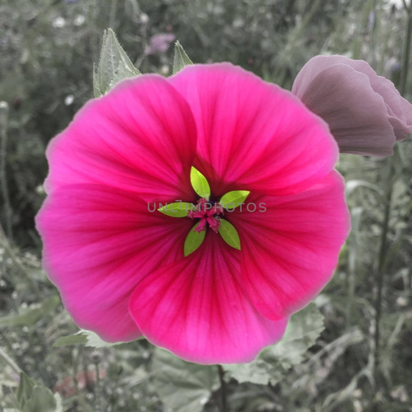 A round pink flower, The background is made less saturated