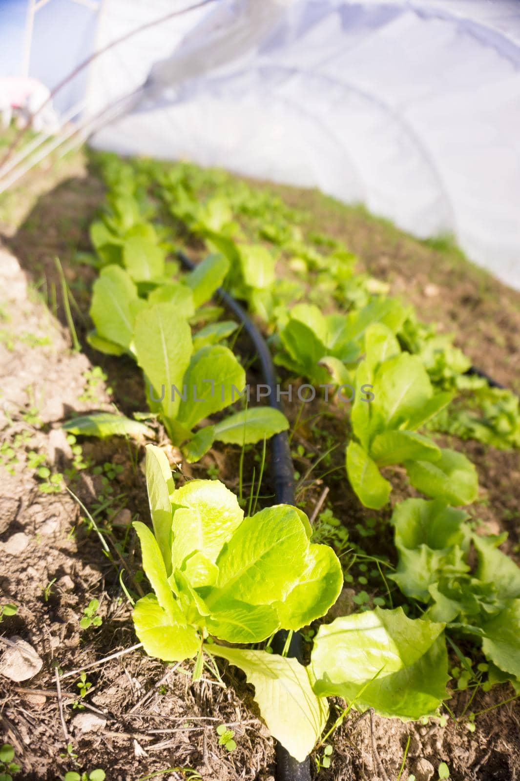 Organic lettuce garden without pesticides. No people