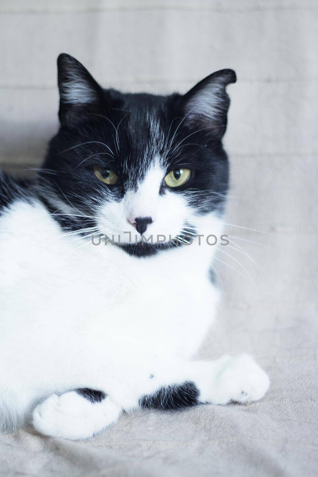 Black and white cat with immunodeficiency. Two and a half years of age